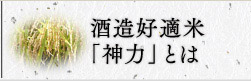 酒造好適米「神力」とは