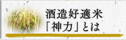 酒造好適米「神力」とは