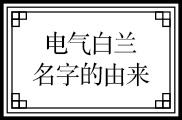 电气白兰名字的由来