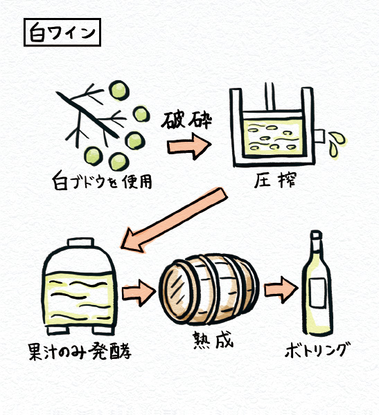 白ワインの製法　白ブドウを使用　破砕　圧搾　果汁のみ醱酵　熟成　ボトリング