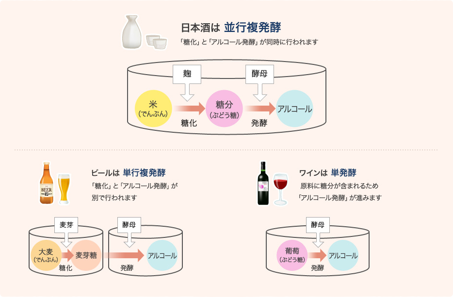 日本酒・ビール・ワインの発酵のメカニズム、作り方、工程についてご紹介します。日本酒は「並行複発酵」で、「糖化」と「アルコール発酵」が同時に行われます。ビールは「単行複発酵」で、「糖化」と「アルコール発酵」が別で行われます。ワインは「単発酵」で、原料に糖分が含まれるため「アルコール発酵」が進みます。